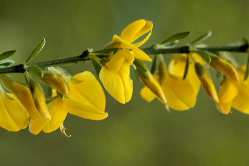 piantina a fiori gialli - Genista cfr.pilosa